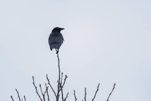 Crow perched on branch on top of bare tree. - Photo, Image