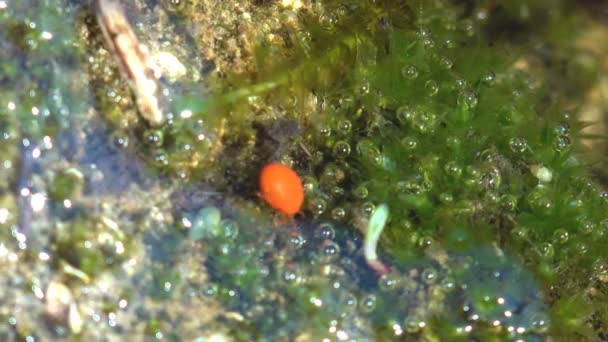 Hydrachna is een geslacht van mijten uit de familie watermijten (Hydrachnidae). Rode vink onder water. Bekijk macro insect in het wild - Video