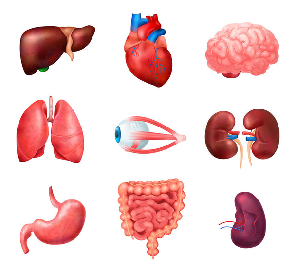 Conjunto de iconos de anatomía de órganos internos humanos realistas
 - Vector, Imagen