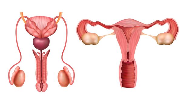 Reproductive System Set - Vector, Image