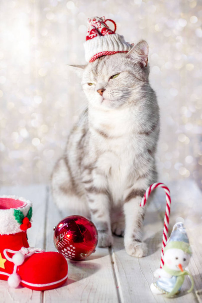 Divertente gatto di Natale con cappello di Babbo Natale sulla testa e giocattoli di Natale
 - Foto, immagini
