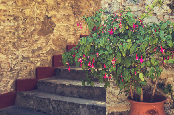 La belle plante (Fuchsia) pousse près d'un escalier en pierre
 - Photo, image