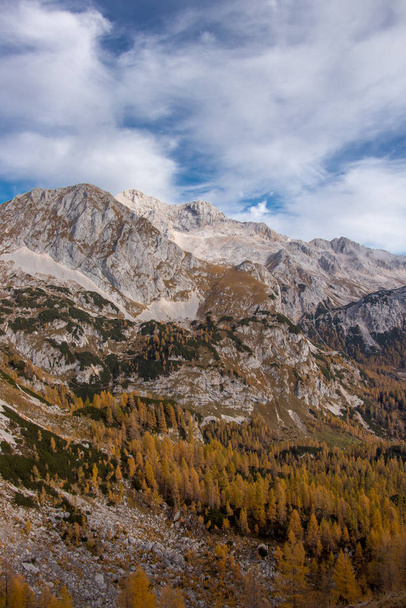 Yellow larch trees with Triglav mountain - Photo, Image
