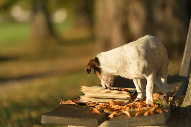 Lindo perro Russell Terrier leyendo un libro en un banco. Perro es 13 ye
 - Foto, Imagen
