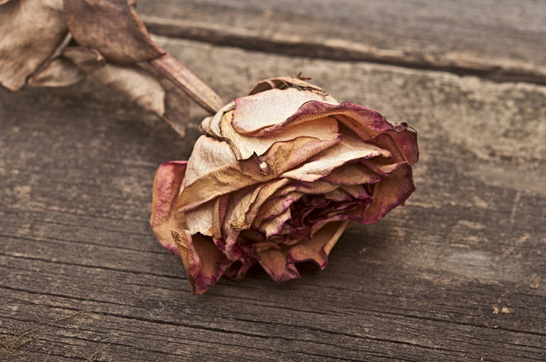 Single dried rose on old wooden background. Vintage style. - Photo, Image