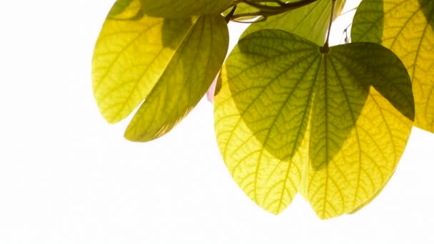 zon licht en groene bladeren, natuurlijke achtergrond - Video