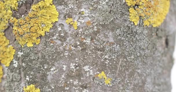 Xanthoria paritina yellow - Filmagem, Vídeo