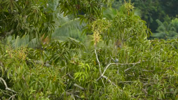 Niebieskawy ptak stojący na drzewie na otwartym terenie w ciągu dnia w Panamie - Materiał filmowy, wideo