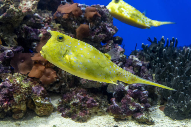 Καλαμπόκι. κίτρινα ψάρια σε κοράλλι φόντο - Φωτογραφία, εικόνα