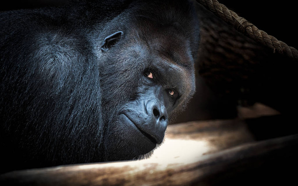 gorila mirada oscuro fondo peligro
 - Foto, Imagen