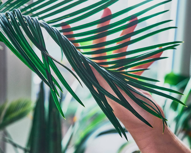 Vista lateral del brazo femenino toca una rama de la planta exótica de la casa. Concepto de protección del medio ambiente, cuidado, efecto invernadero
 - Foto, Imagen