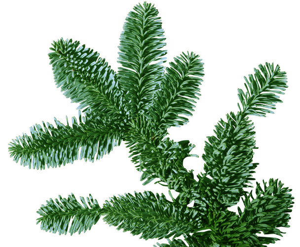Vihreä Douglas Fir Branch eristetty valkoisella taustalla
 - Valokuva, kuva