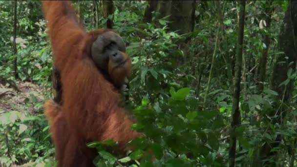 Ogromny Sumatrzański orangutan w dżungli Parku Narodowego Gunung Leuser, Sumatra, Indonezja. - Materiał filmowy, wideo