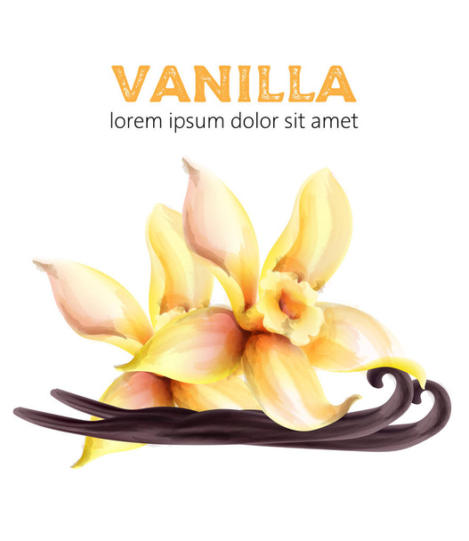 Vanilla watercolor sticks and leaves - Vector, Image