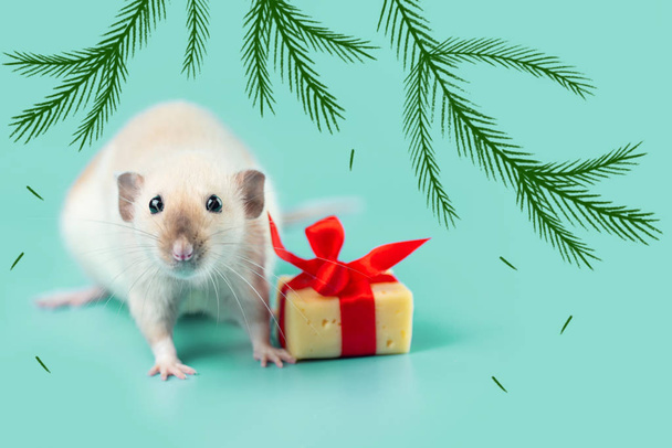 cute decorative rat with cheese gift and red bow on a blue background - Valokuva, kuva