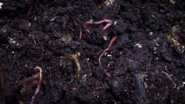 Extreme close-up Shot van regenwormen grijpen in de bodem.  - Video