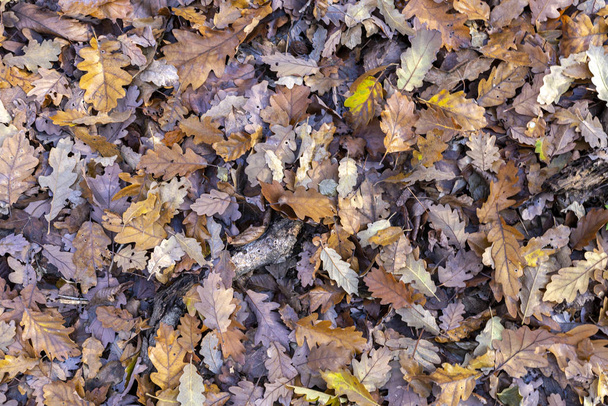 Texture des feuilles de chêne sur le sol
 - Photo, image