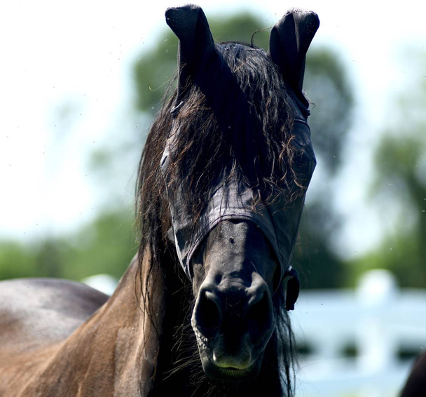 Dospělý fríský kůň tvář zblízka portrét. - Fotografie, Obrázek