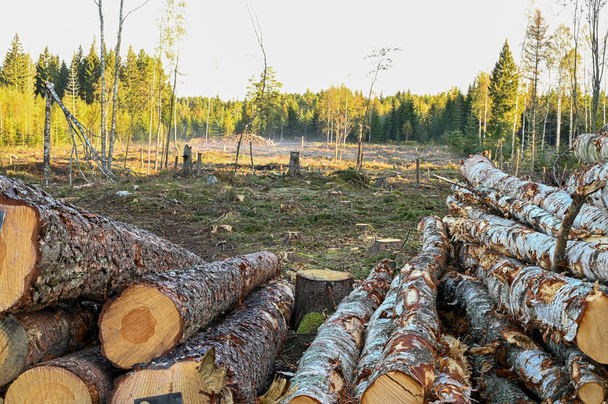 tree trunks piled at cutting area in Sweden - Photo, Image