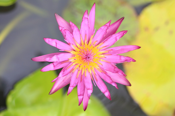 purple lotus flower blooming - Fotografie, Obrázek