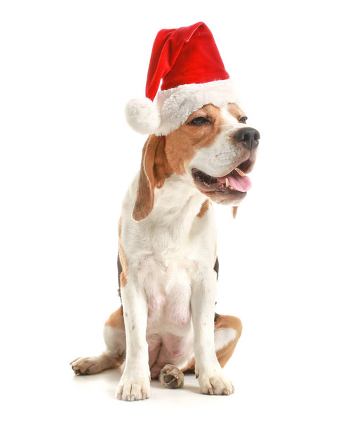 Cute dog in Santa hat on white background - Fotoğraf, Görsel