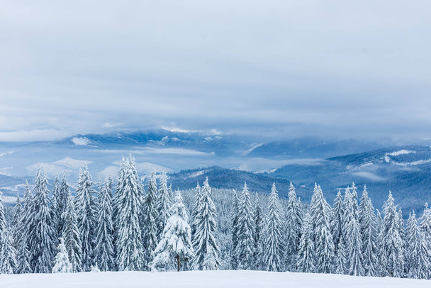 bela paisagem de montanha com floresta de inverno - Foto, Imagem