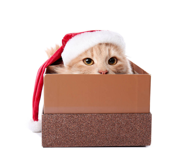Gato engraçado bonito com chapéu de Papai Noel na caixa de presente no fundo branco
 - Foto, Imagem