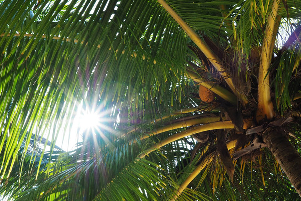 die Sonnenstrahlen scheinen durch die grünen Blätter einer Palme mit Kokosnüssen. - Foto, Bild