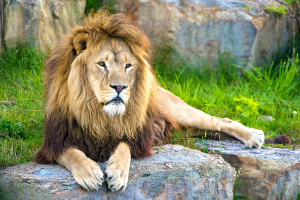 αρσενικό λιοντάρι ξαπλωμένο στο μεγάλο επίπεδο βράχο - Φωτογραφία, εικόνα