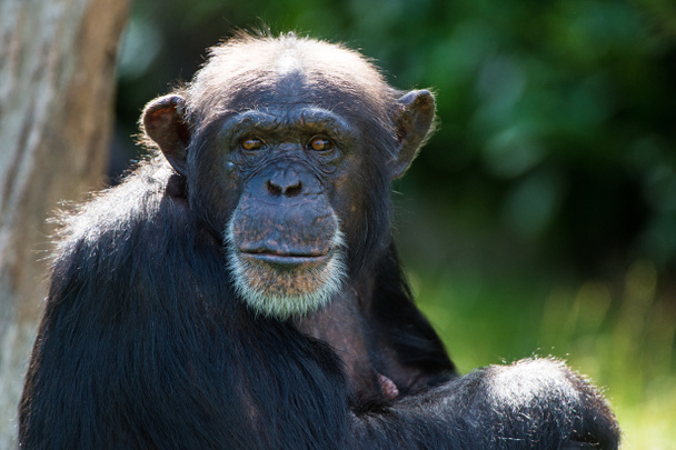 Chimpanzee - Photo, Image