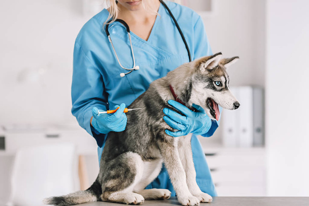 Veterinarian microchipping cute puppy in clinic - Photo, image