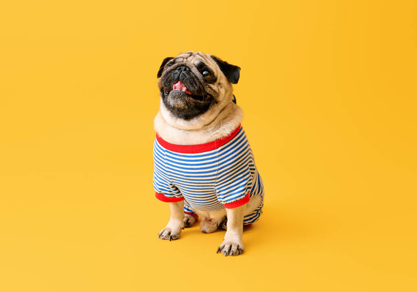 niedlicher Mops Hund im T-Shirt auf farbigem Hintergrund - Foto, Bild