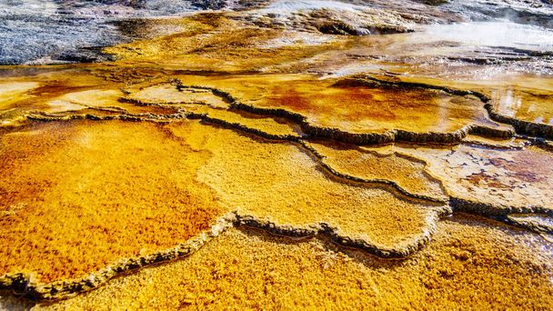 Brązowe Maty Bakterii stworzone przez cyjanobakterie w wodzie Tarasów Trawertynowych utworzonych przez Gejzery na Tarasie Głównym w Mammoth Hot Springs w Parku Narodowym Yellowstone, Wyoming, Usa - Zdjęcie, obraz