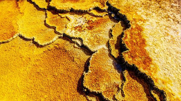 Esteras Brown Bacteria creadas por cianobacterias en el agua de las Terrazas Travertinas formadas por los Géiseres en la Terraza Principal en Mammoth Hot Springs en el Parque Nacional Yellowstone, Wyoming, EE.UU.
 - Foto, imagen