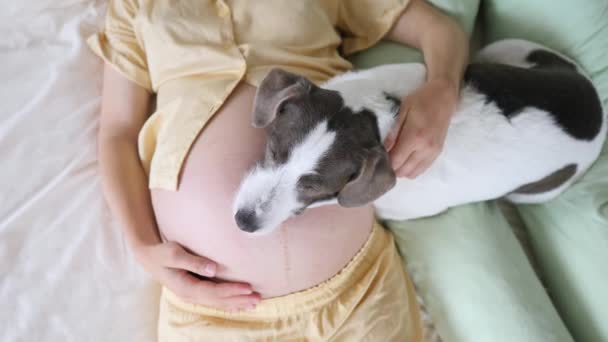 Pregnant Woman Sleeping On Bed With Her Dog - Materiał filmowy, wideo