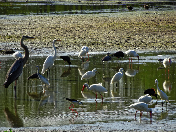rozmanité bažinné ptáky na Floridě - Fotografie, Obrázek