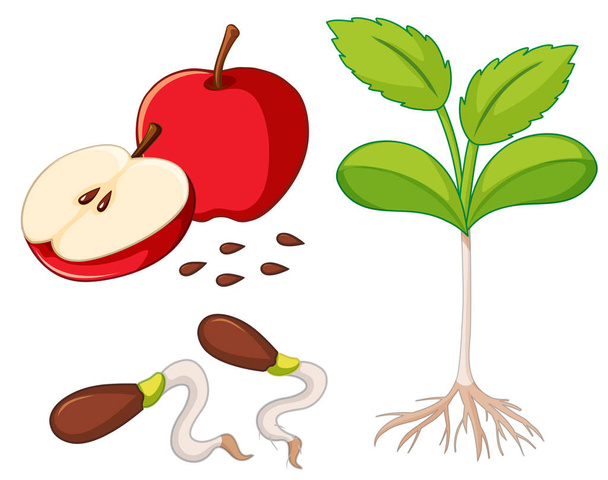 Red apple with seeds and young tree - ベクター画像