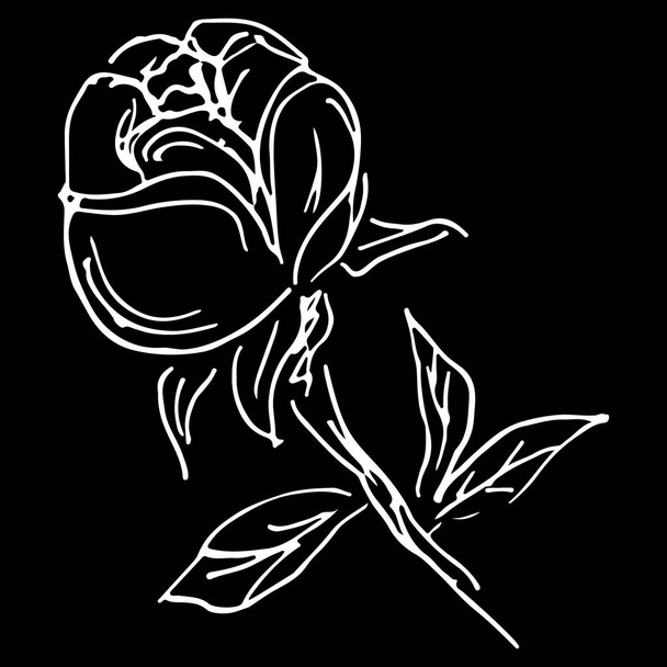 Abstract hand drawn rose flower isolated on black background. Rose flower vector outline icon. Line art. Close up - Vetor, Imagem