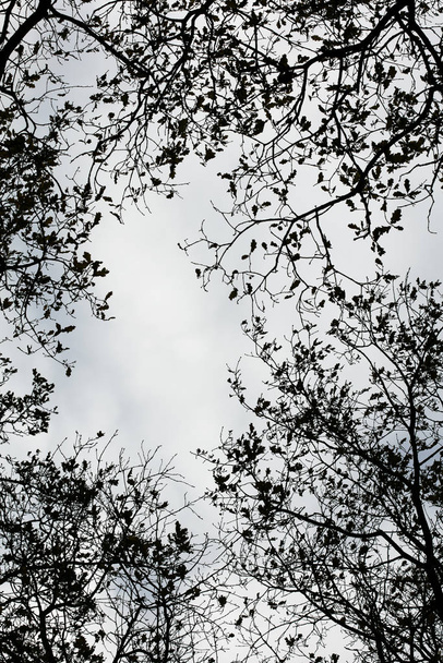Tree leafs ans sky background high quality fifty megapixels prin - Photo, Image