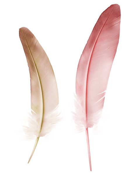 Beautiful color feather isolated on white background - 写真・画像