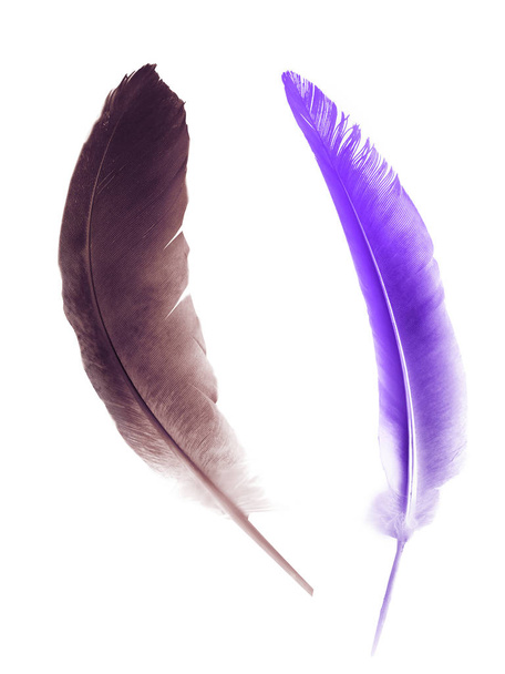 Beautiful color feather isolated on white background - Foto, immagini