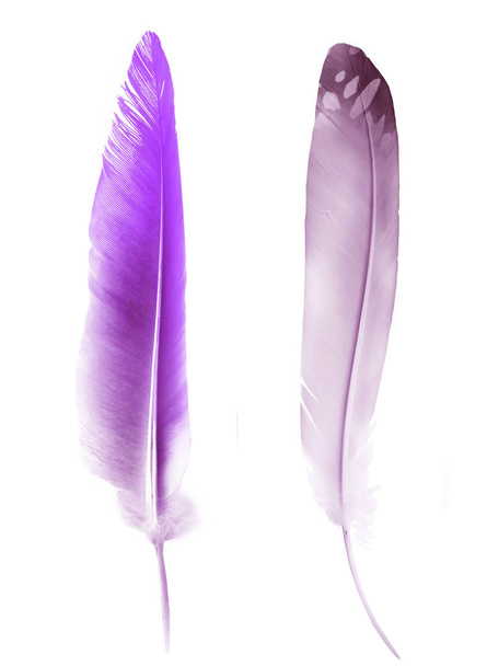 Beautiful color feather isolated on white background - Фото, зображення