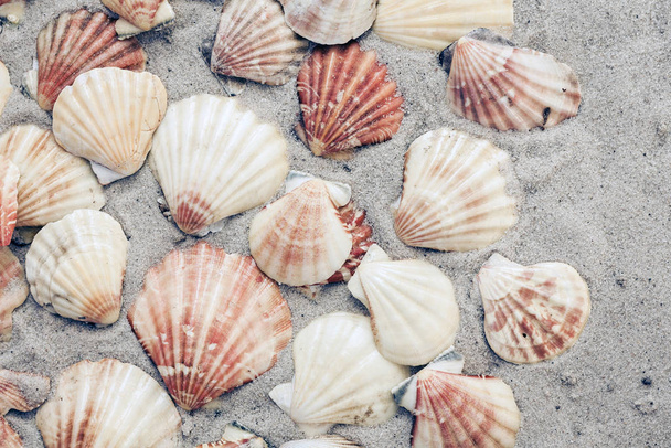 Seashells on the sand, summer beach background, travel concept . - Foto, afbeelding