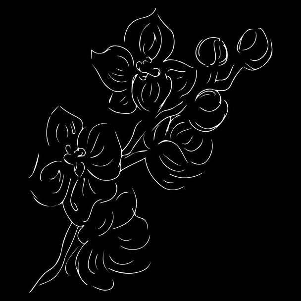 Vintage doodle illustration with white orchid on black background. Line art. Graphic, sketch drawing. Hand drawn botanical illustration. Vector orchid. Vector outline icon - Vecteur, image