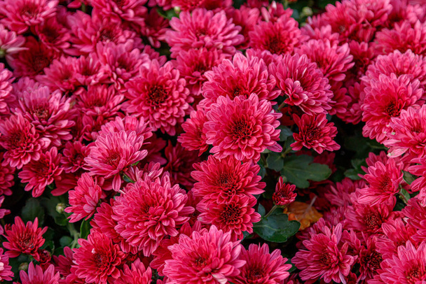színes virágágyások gyönyörű krizantém  - Fotó, kép