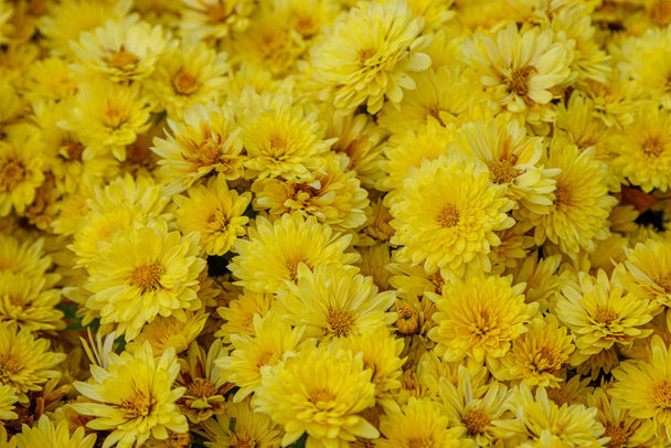 πολύχρωμα παρτέρια λουλουδιών από όμορφα χρυσάνθεμα  - Φωτογραφία, εικόνα