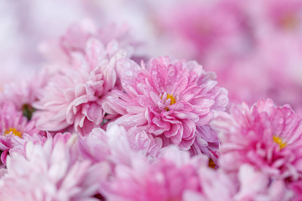 canteiros de flores multicoloridas de belos crisântemos
  - Foto, Imagem