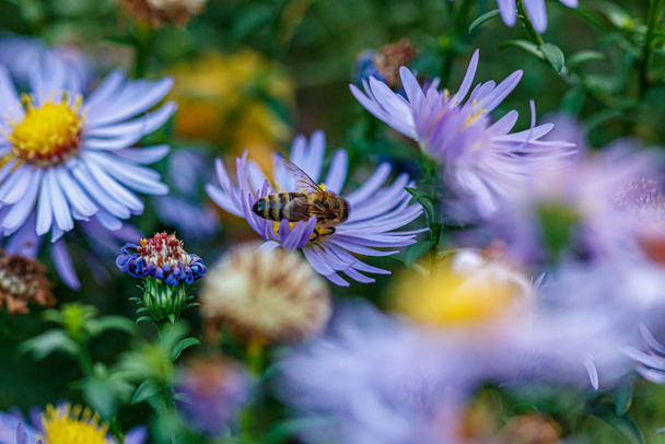 beautiful flowers on which a wasp sits - Fotoğraf, Görsel