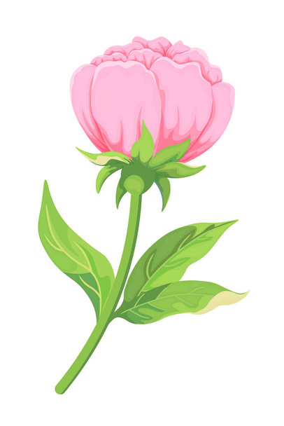 Pale pink peony: Bud leaves isolated on white. Hand drawn vector illustration for flower design wedding decoration banners posters greeting cards - Vector, Image