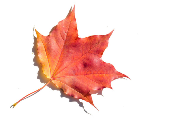 red and yellow maple leaves on a white background. When the leav - Photo, Image